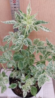 IMG-9c1d830e7a1e5a0f63cc0e243ebe13c9-V