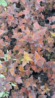 Реальне фото саджанця Здеховіце, контейнер 2л