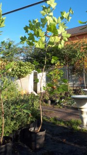 IMG-9dd03ef21786e312072fd1cb020ca7af-V