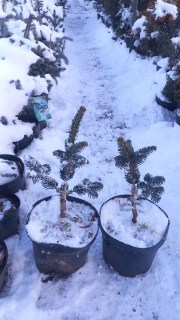 Реальне фото саджанця 3роки, контейнер 5л.