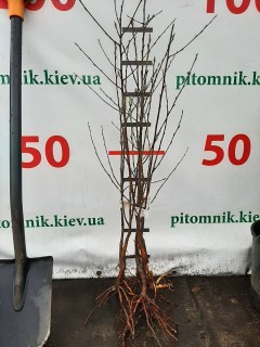 IMG-a00d45ddc9d6fd67d1f7847f4c4cdc11-V