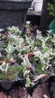 Реальні фото Альбомаргінатус касетної розсади