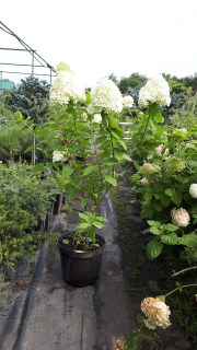 Гортензия метельчатая Лаймлайт (Limelight)