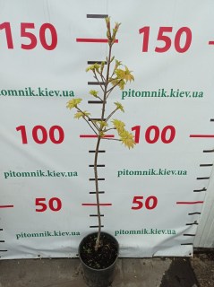 IMG-a6153e5c65e1d87c05c9a6b64f47bb5a-V