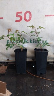 Реальне фото саджанця троянди в контейнері 2л, 30см