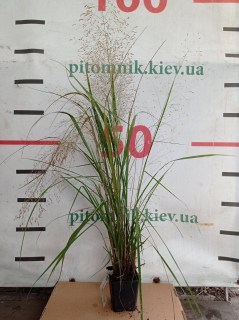 Полевичка видна (Eragrostis spectabilis) 