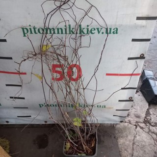 IMG-a697687496bb51de0327f878cb2bda77-V