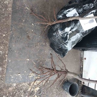 IMG-a6f211fa4a136eeb833ea64d52b86d3a-V