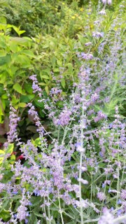 IMG-a834d3483fe582642b8587e26be7d655-V