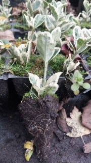 Реальні фото Альбомаргінатус касетної розсади