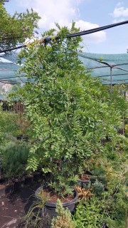 IMG-aa9c335db51f8c84d227a803523eb278-V