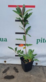 IMG-ac2392d6c42e44d32dbfe292266186c7-V