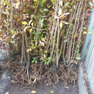 IMG-ae89ed9da40903436693544cc020e9f6-V