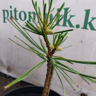 IMG-ae9293ae4d853a4fbc6c894ae64fdeaf-V