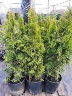 Туя Западная Голден Смарагд