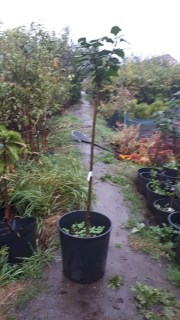 IMG-af0f4d2c2d248dafe688c908017a2601-V