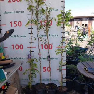 IMG-b04f2c67f249f3e9d9a9fa685ec874ed-V