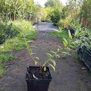 IMG-b2e976dbadbb7dbe02a6a727fe274ca2-V