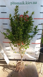 IMG-b34180eec3241a9db72794309838058a-V13