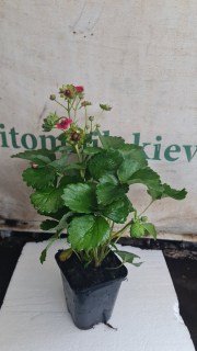 Реальні фото розсади Summer Breeze 2 роки, контейнер