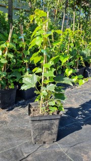 IMG-b92c5d4e312cbebe6fb8125efcc78ed8-V