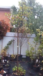 IMG-bc0ec18da187382ec8cf55dbae598dee-V