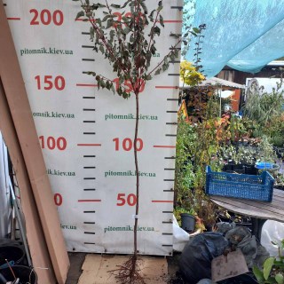 IMG-bcb6a9a6d8fd5aa10c403be25628059e-V