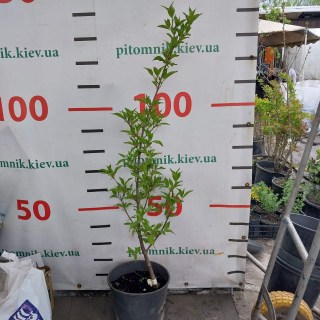 IMG-bd7436feeb5b5216979db3aafec4bf05-V