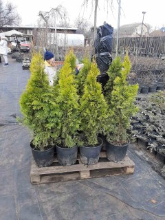 IMG-bf980537c6c2656aac311af2802575bb-V