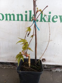 IMG-c02da57883c2eabe578211db2d67deca-V