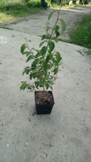 IMG-c08baf14dd23d4a62fefb06136641525-V