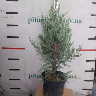 Ялівець скельний Мунглоу 