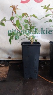 Реальне фото саджанця троянди в контейнері 2л, 30см