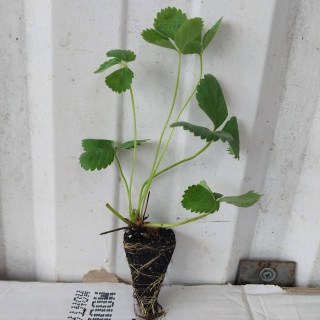 IMG-c1b975f6ce0d1a265b54d3deefa48300-V