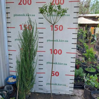 IMG-c251f7f1890d8992871acc9a3a196e26-V