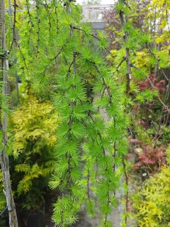 IMG-c61081c4cbd3b927dd99ebed7db75b48-V