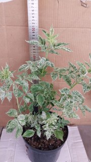 IMG-c7b6efb947a92e39c3e734165fbef2f7-V