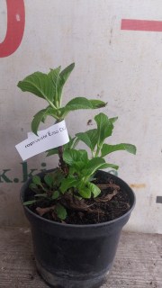 Реальне фото саджанця гортензії контейнер 1,5л