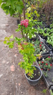 IMG-ca083516115b72f598e8b7fa1d94f31d-V