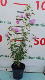 IMG-ca7566ca240acb90402fa91aeb748200-V