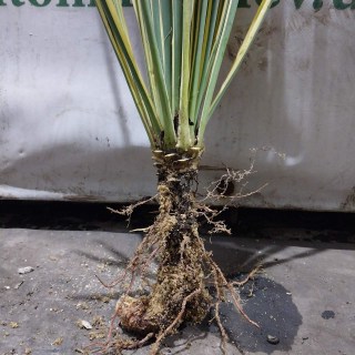 IMG-cace924e077beb3d8819fbe2abe9a6e7-V