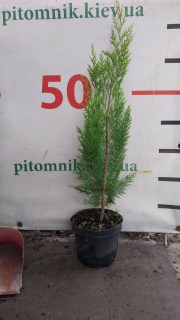 IMG-cad15e94142f60bd30267b728cb2ea2e-V