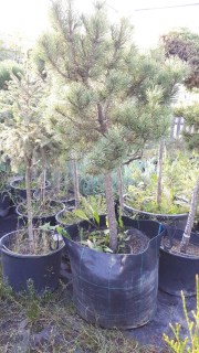 Сосна гірська на штамбі Голден Глоу (Golden Glow)