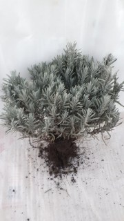 IMG-cb5f12a7eca8e70778a8126f4f537d4a-V