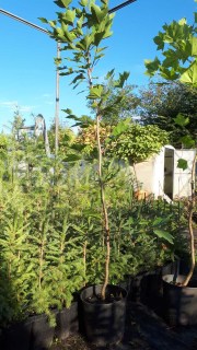 IMG-cd5bef558e1c09eba2279ba56c26cc37-V