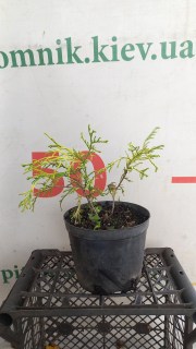 IMG-cefd0e0a66499eaa3f17799ee9380165-V