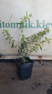 Реальне фото саджанця Санспорт в контейнері p9