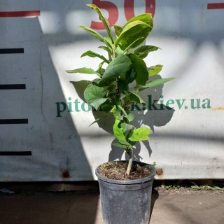 IMG-d0ac71da740c189ad7b73645a515d9f0-V