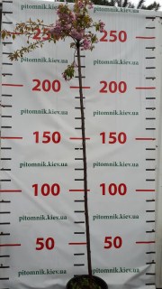 IMG-d2142b2a988eb4eeda6e9b92c947ecba-V