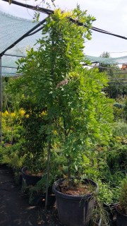 IMG-d33c3c1e0a1151fd6181b024ea612882-V